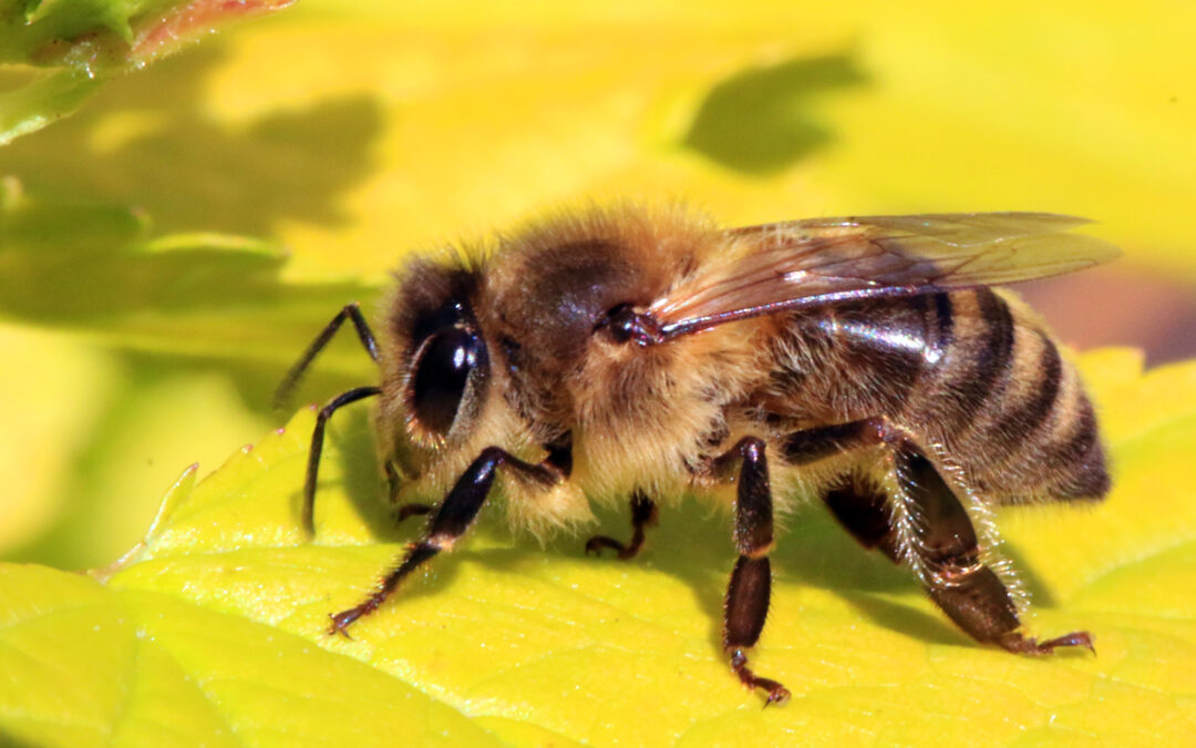 The Symbolism of Bees: Why Seeing One is Considered Good Luck 